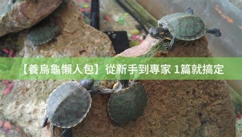 烏龜可以養兩隻嗎|【養烏龜懶人包】：從新手到專家，1篇就搞定